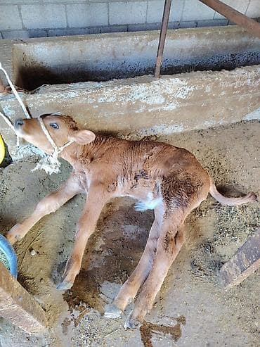 быки токмок: Продаю | Тёлка | Для разведения — 7