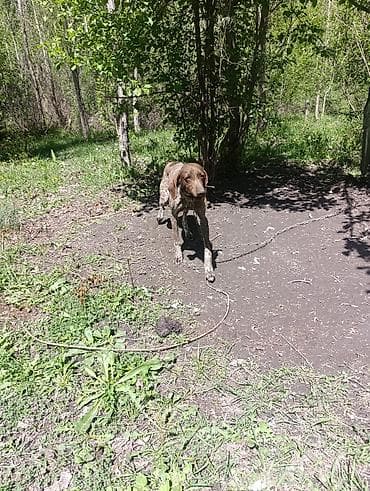 азият ит: Курцхаар, 6 месяцев, Самка — 5