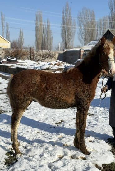 Жылкылар, аттар: Сатам | Тай — 3