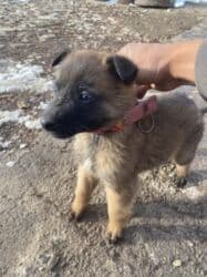 продажа щенков немецкой овчарки с документами в бишкеке: Бельгийская овчарка, 1 месяц, Самец, С родословной — 2