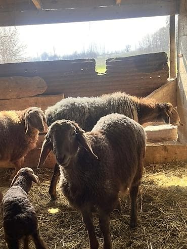 рыбы купить: Продаю | Овца (самка) | Для разведения | Матка — 3