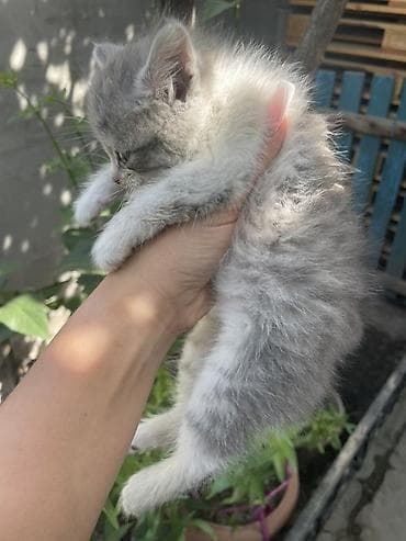 Отдам даром кошку: 1 месяц, Мальчик — 2
