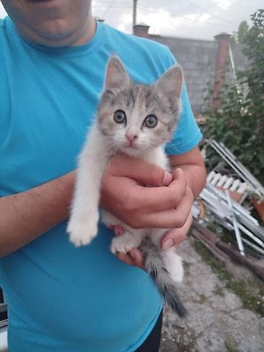 общитя: 2 месяца, Девочка, Приучена к лотку — 2