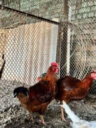 продаю связи с переездом: Сатам | Короздор | Кучинская | Союуга, Көбөйтүү үчүн — 3