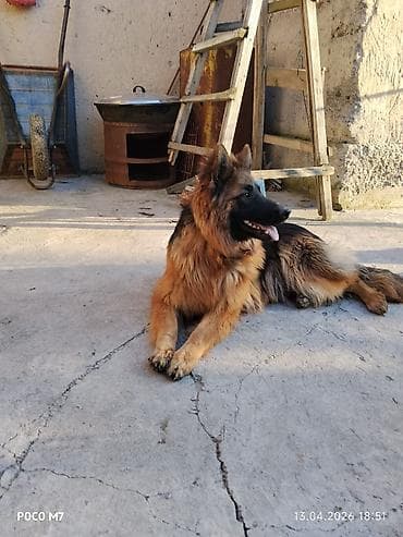 бетон жумуштары: Услуги пастушьей собаки для выпаса стада - Порода: немецкая овчарка — 8