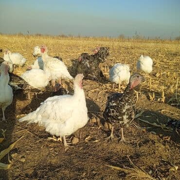 сколько стоят перепелиные яйца: Продаются индюки на мясо. Выращенные на свободе в поле. Корм составлял — 5