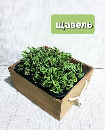 Май, консервалар: Щавель декоративный (кроваво‑красный, Rumex sanguineus) в контейнере — 1