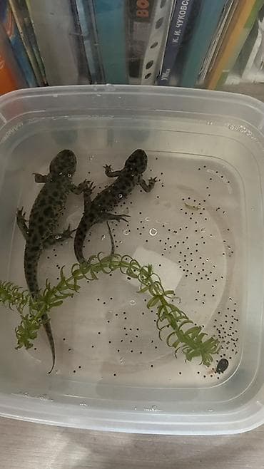 животные корова: Аквариумные и террариумные питомцы + аксессуары -Аквариум(80л) вместе — 4