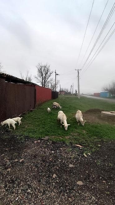 Эчкинин суту, эненин суту менен барабар дейт беле? таза чоп, таза