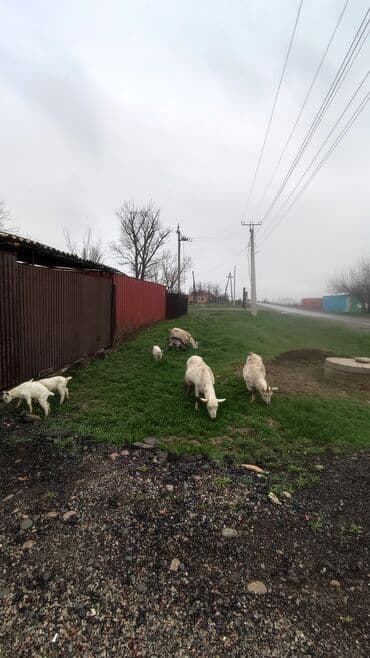 сыр камамбер цена бишкек: Эчкинин суту, эненин суту менен барабар дейт беле? таза чоп, таза — 1