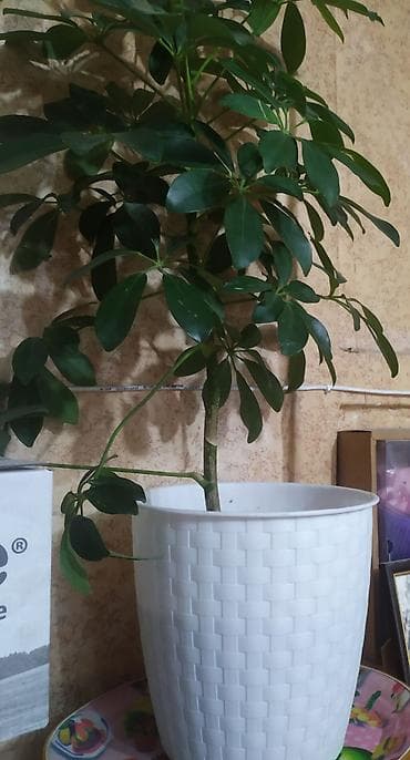 шефлера цветы: Шефлера Луизиана . Хорошо очищает воздух, в декоративном горшке. - — 3