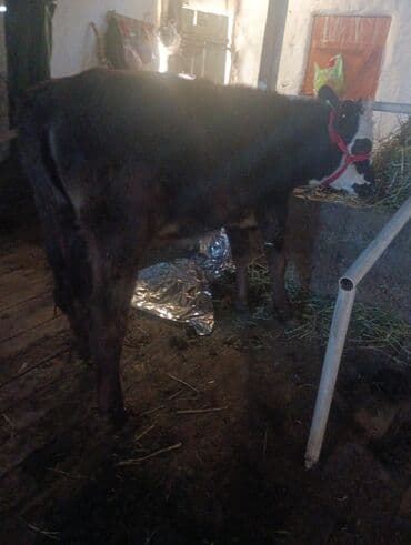 трекер для животных: Продаю | Тёлка | На откорм | Привязанные — 1