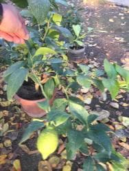 malina.kg продажа малины оптом в бишкеке новопокровка фото: Продается лимонное дерево с плодами и без, многолетние и молодые — 9