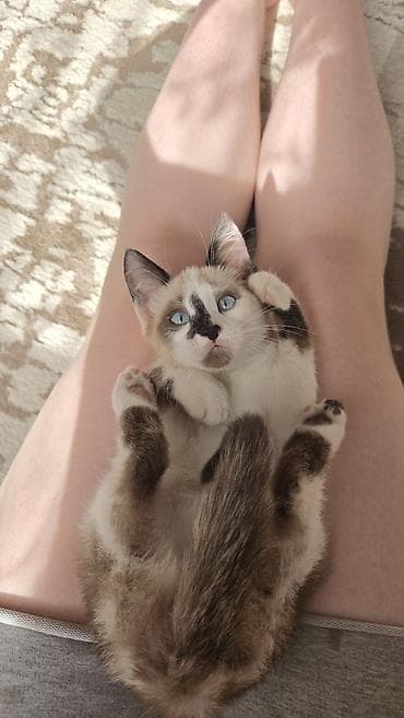 шотландская шоколадная кошка: Кошка даром: Сиамская, 3 месяца, Девочка — 3