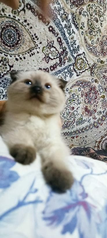 веслоухий кошка: 2 месяца, Девочка, Приучена к лотку — 3
