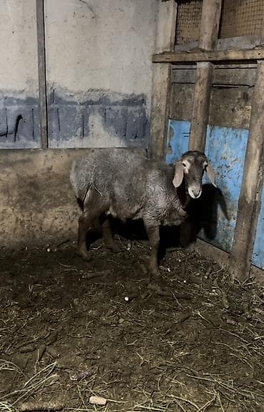 А/ч жаныбарлары үчүн тоюттар: Сатам | Кочкор (эркек) | Көбөйтүү үчүн — 2