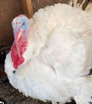 где можно купить крысу: Продаю | Индюк (самец) | Бройлерная | Для разведения | Племенные — 2