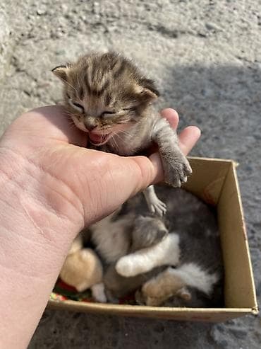котята шотланские: Котята от домашней кошки - Помёт из нескольких малышей: окрасы серый — 1