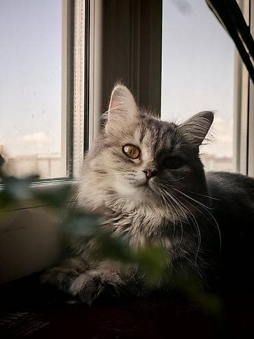 египетский кошка: Кошка даром: Беспородная, 6 месяцев, Девочка, Приучена к лотку — 1