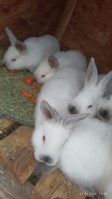 кошки серые: Продаю | Крольчата | Калифорнийская | Для разведения — 3