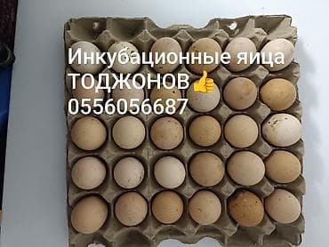Инкубационные яйца Тоджонов хорошей линии. Куры начали нести яица в 4