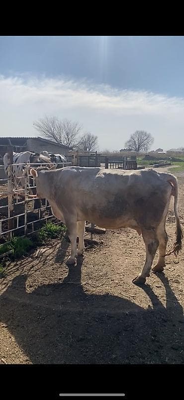 машинка кой: Продаю | Корова (самка) | Для молока — 1