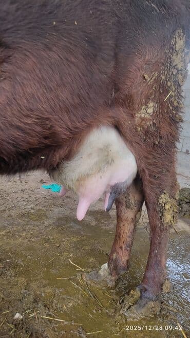 вязка собак: Продаю | Корова (самка) | Для молока | Привязанные — 3