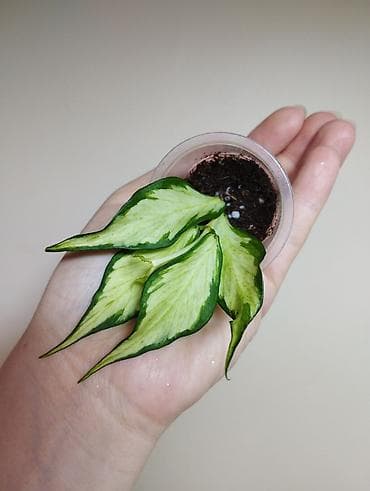 эпипремнум золотистый: В продаже ❇️ Hoya Polyneura Variegata, Hoya Coriacea Silver — 1