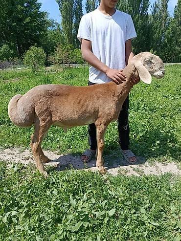 Айыл-чарба жаныбарлары: Сатам | Кочкор (эркек) | Көбөйтүү үчүн | Асыл тукумдуу — 3