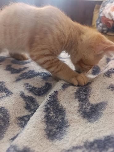 Кошки: В Добрые руки. БЕСПЛАТНО!!!Котенок рыженький, мальчик — 5