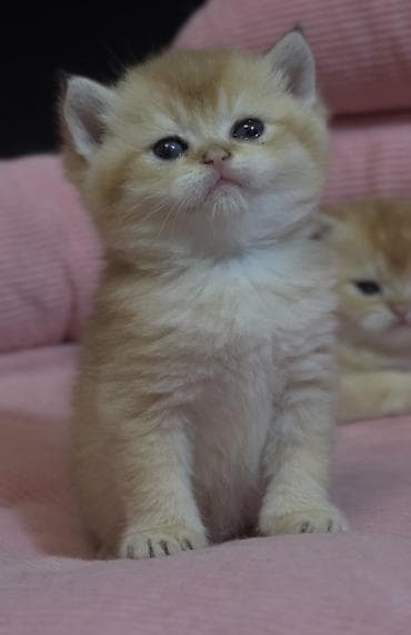 оптом корм для кошек: РАНЕЕ БРОНИРОВАНИЕ ОТКРЫТО Британские короткошёрстные котята — 4