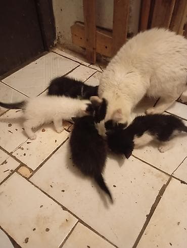 Котята окрас черно-белый и белый с черными пятнами. На фото видно