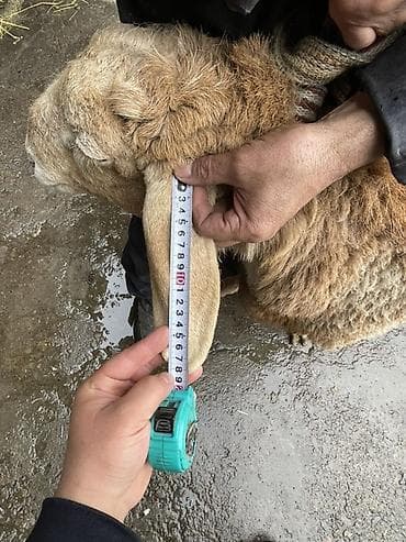 полша ат: Продаю | Баран (самец) | Арашан | На забой, Для разведения — 5