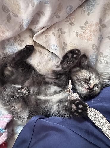 лысые котята: Котята домашние, короткошёрстные. Окрас: один дымчато-черепаховый с — 5