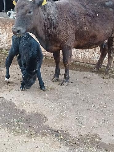 куплю корову на мясо: Продаю | Корова (самка) | Для молока | После отела — 5