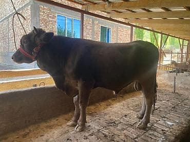 охотничая собака: Продаю | Бык (самец) | Для разведения | Племенные — 8