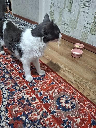 Кошка даром: Беспородная, Девочка, Приучена к лотку