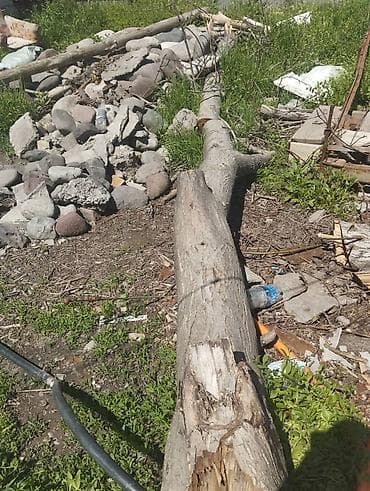 продаю тополь: Крупные стволы, распиленные на участке. ОРЕХ - Диаметры основных — 4