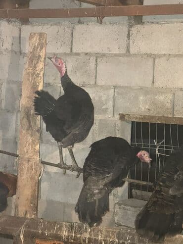 кошка рэгдолл: Продаю | Индюк (самец) | Для разведения | Племенные — 7