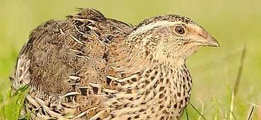 яйца фазана: Продаю | Инкубационные яйца | Для разведения — 3