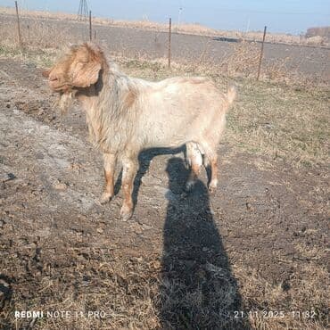 купить собаку шпица недорого: Продаю | Козёл (самец) | Полукровка | Для разведения | Осеменитель — 3