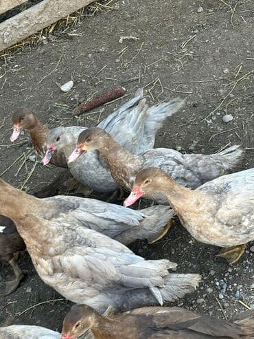 бишкек ит базар: Индоутки 30 голов — 4