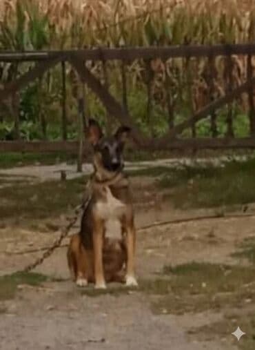 сабака овчарка: Собака даром: Овчарка, 2 месяца, Самка — 10