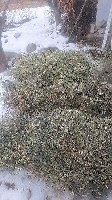 сыр козий: Сено для кормления животных - Натуральное луговое сено, смешанные — 1