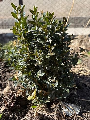 самшиты круглые: Самшит (Buxus sempervirens) с комом земли из питомника. - Вечнозелёный — 4