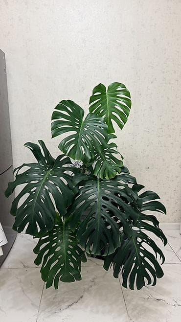 Монстера деликатесная (Monstera deliciosa) — крупное
