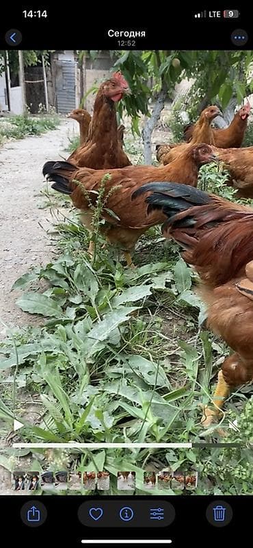 голуби животные: Продаю | Куры | Бройлерная | Для разведения — 6