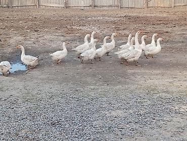 Айыл-чарба жаныбарлары: Гуси белые, хозяйственное поголовье. Описание: - Порода: белые — 1