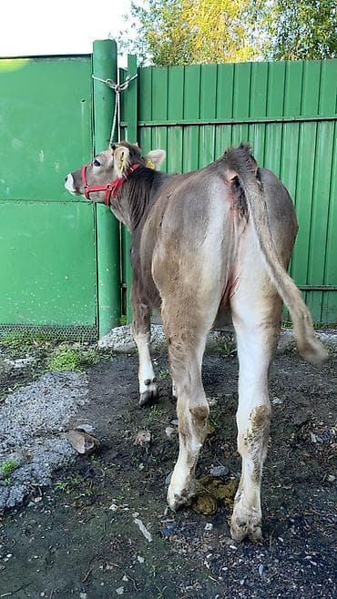 бычок порода: Продаю | Тёлка | Швицкая | Для разведения | Нетель — 1