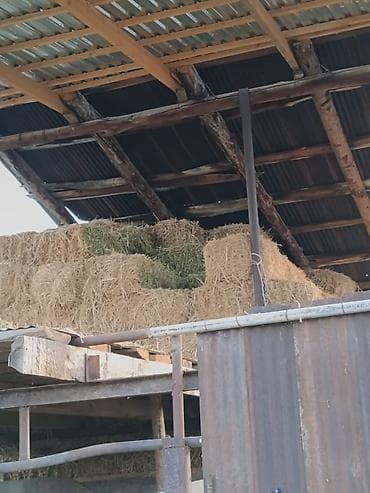 хлопковая шелуха: Сено в тюках - Натуральный клевер, тюки плотные, большие,сделано для — 2